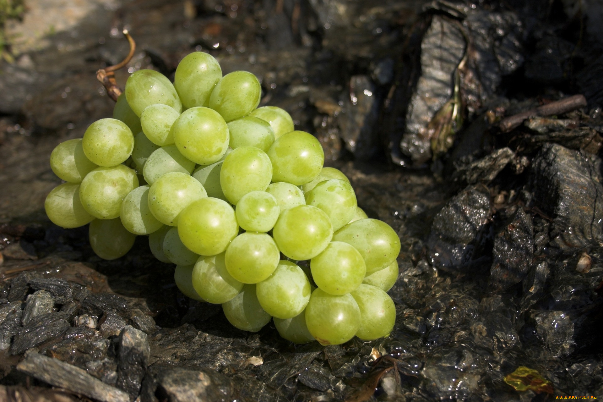 Виноград Амурский зеленый дракон. Green grape. 2d виноград.